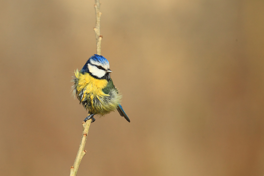 Post bagnetto:    Cinciarella  (Cyanistes caeruleus)